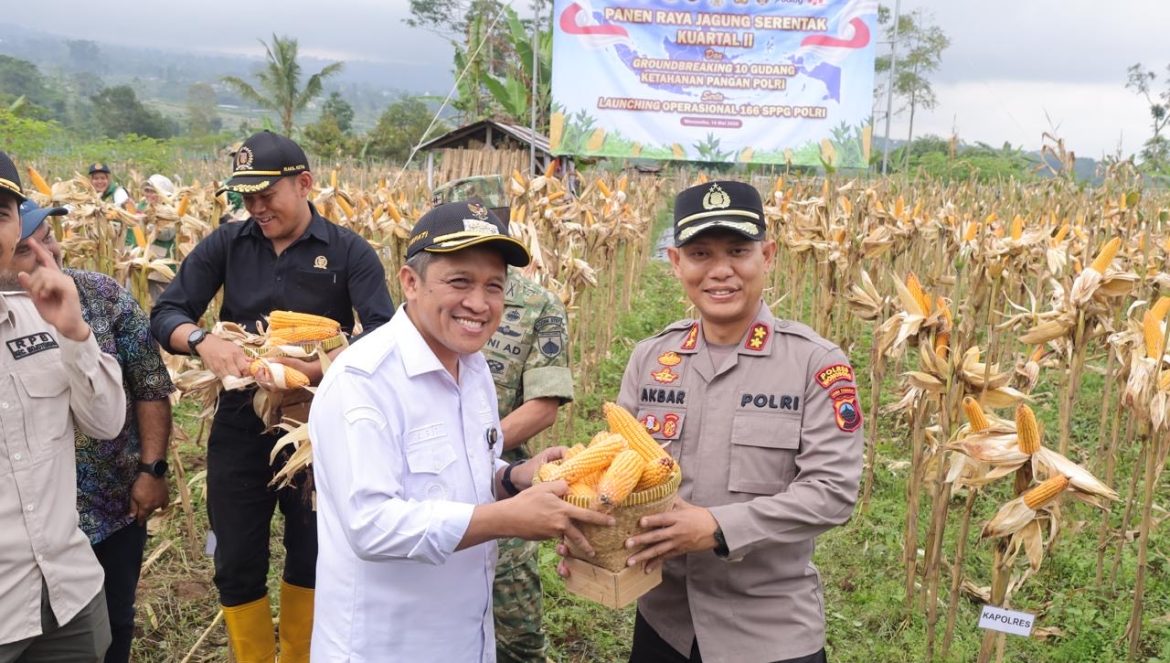 Ketahanan Pangan, Polres Wonosobo, Panen Jagung, Kecamatan Mojotengah, Bulog