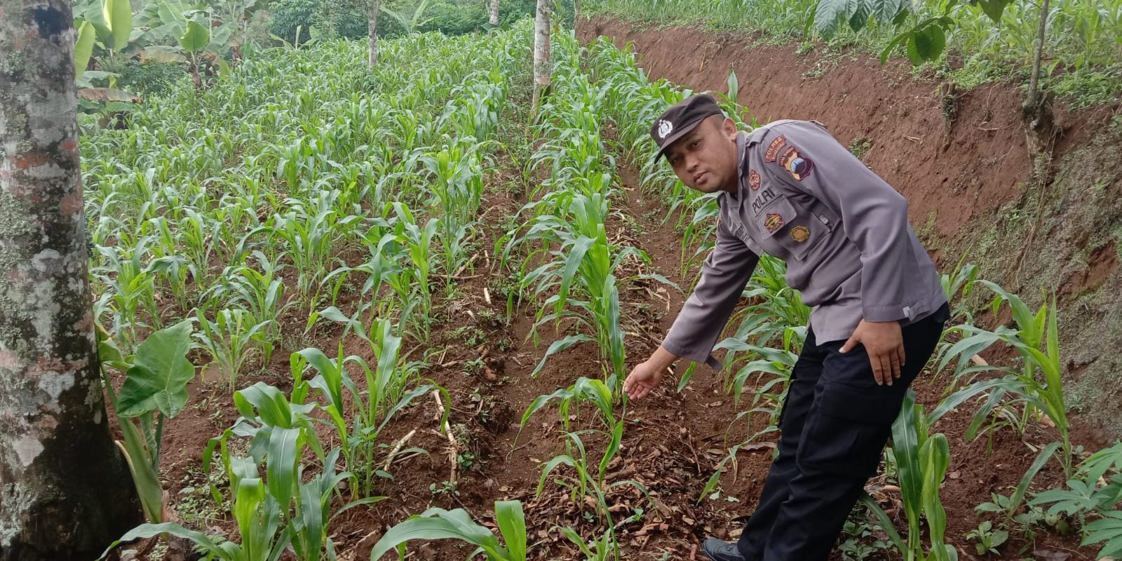 ketahanan pangan wonosobo, polsubsektor kalibawang, pertanian jagung, kelompok tani sumber tani, desa tempurejo