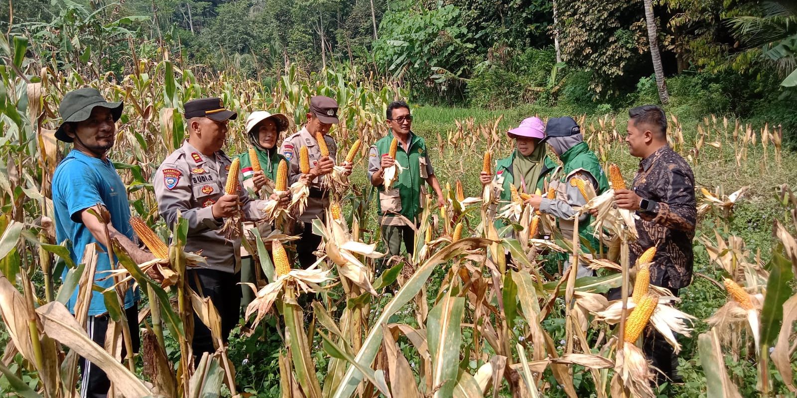 Ketahanan Pangan Wonosobo, Panen Jagung Hibrida, Polsek Leksono, Desa Lipursari, Kelompok Tani Dadah Makmur, wonosobo