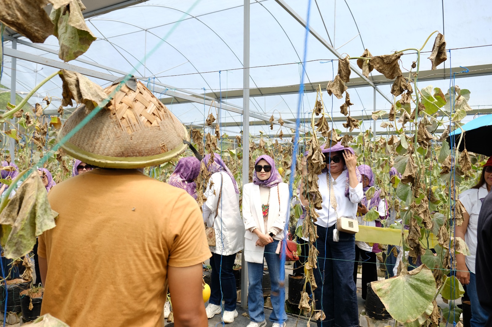 peran perempuan, ketahanan pangan, GOW Wonosobo, pemanfaatan lahan sempit, budidaya melon, pemberdayaan perempuan, pertanian berkelanjutan
