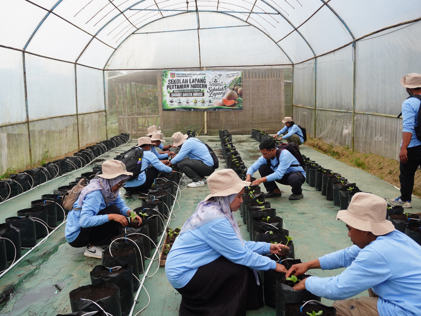 sekolah lapang melon wonosobo, hama tanaman greenhouse, cuaca ekstrem kedu, pertanian jawa tengah, dinas pertanian wonosobo